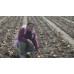 BROWN ONIONS  1.3KG Bag Pukekohe Grown